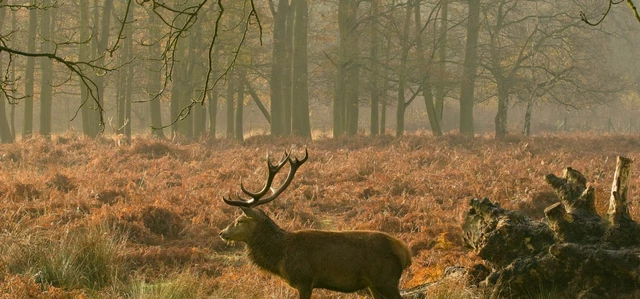 Tick Bites in Richmond Park